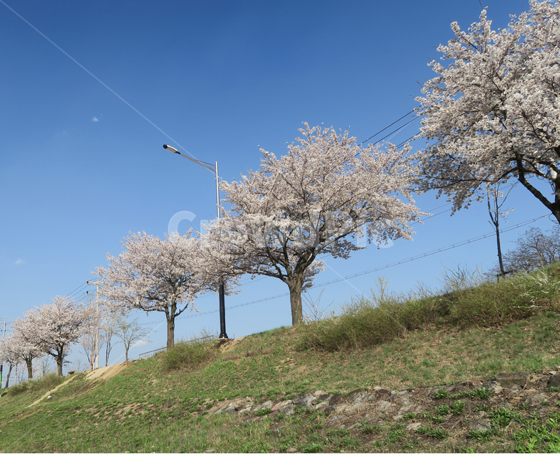 벚꽃길,벚꽃,봄날,가로수,벚꽃나무,봄,spring,봄꽃,꽃길,봄,계절,spring,season,plant,식물