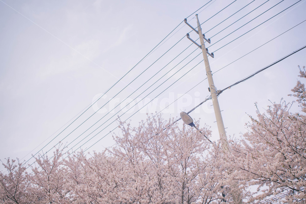봄,계절,벚꽃,자연,풍경,봄꽃,꽃,blossom,cherryblossom,식물,plant,spring,season,nature,landscape,전봇대,전선,하늘,sky,봄,계절,spring,season,자연,풍경,nature,landscape