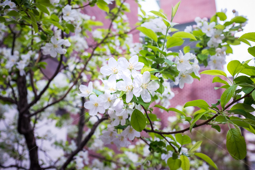 식물,꽃,자연,나무,봄,여름,초여름,plant,flower,white,green