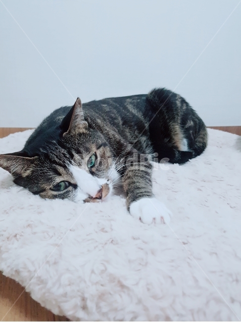 고양이,한국고양이,고등어,집사,cat,koreacat,pet,쿠션,동물,animal,포유류,mammal,고양이,cat,kitten,kitty