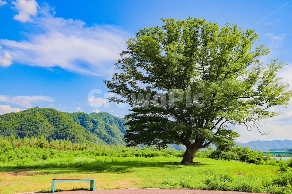 여름,나무,풍경,자연,하늘,청명한,초록,green,숲,맑은,화창한,푸르른,푸르름,푸른하늘,화천,아를테마수목원,수목공원,nature,landscape,녹음,햇빛,풀,잎,환경,분위기,park,휴식,healing,relaxation,rest,감성,우거진,경치,느낌,사랑나무,자연,풍경,nature,landscape,tree,plant,식물,tree trunk,나무 줄기