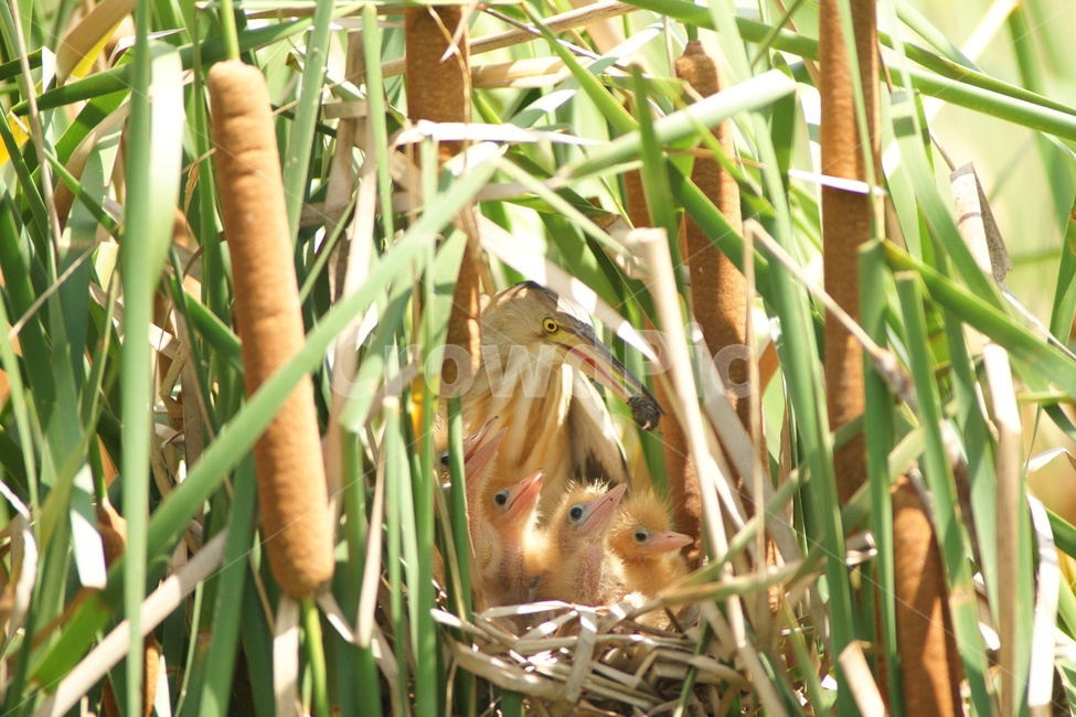 새,bird,animal,알락해오라기,둥지,동물,animal,조류,새,birds