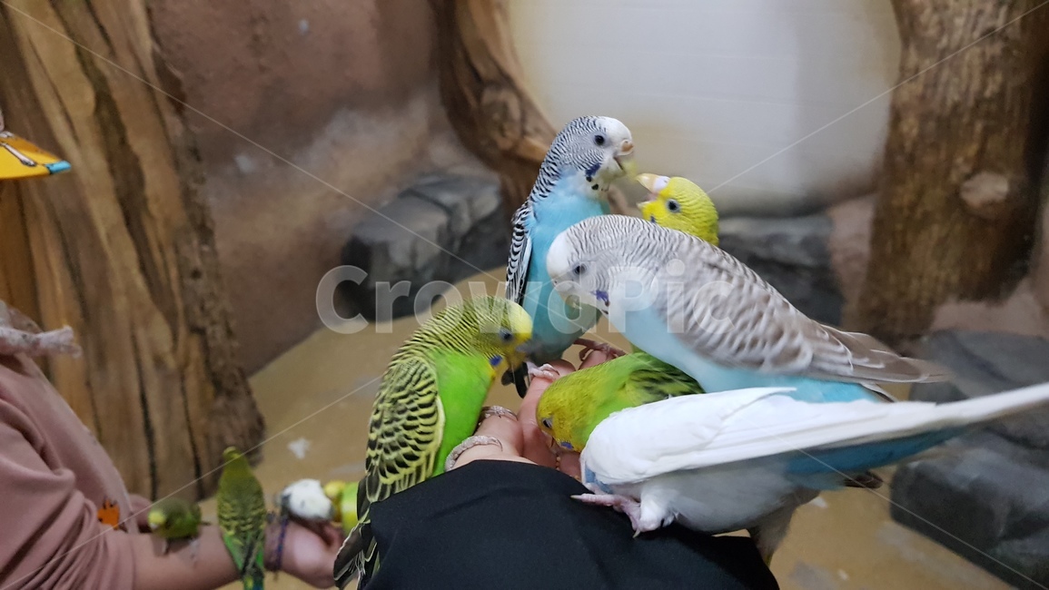 앵무새,잉꼬,동물,새,bird,parakeet,animal,parrot,동물,animal,조류,새,birds