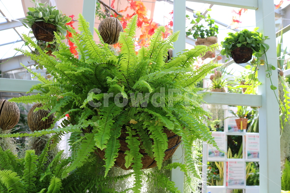 고사리,보스톤고사리,미국고사리,식물,고란초과,자연,식물원,식물,자연,plants,nature