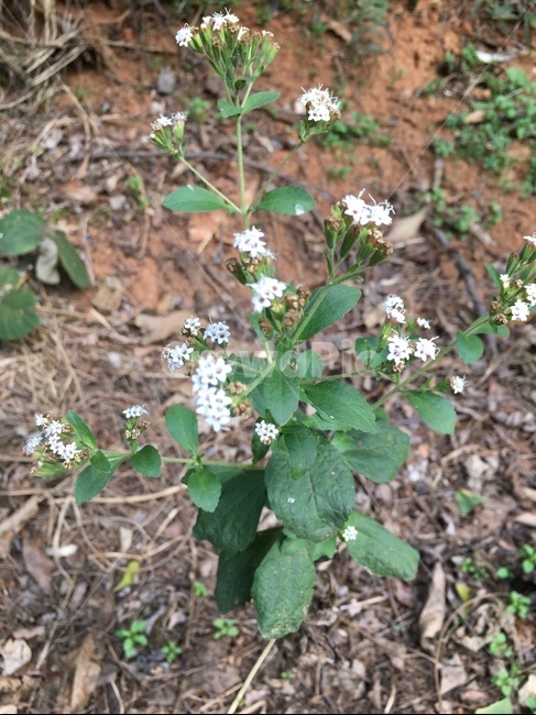 plant,식물,flower,blossom,꽃,스테비아,스테비아꽃,식물,자연,plants,nature,꽃,flower