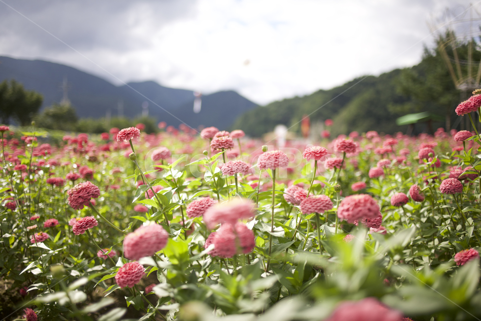 꽃,flower,백일홍,꽃밭,제라늄,풍경,식물,자연,plants,nature,꽃,flower