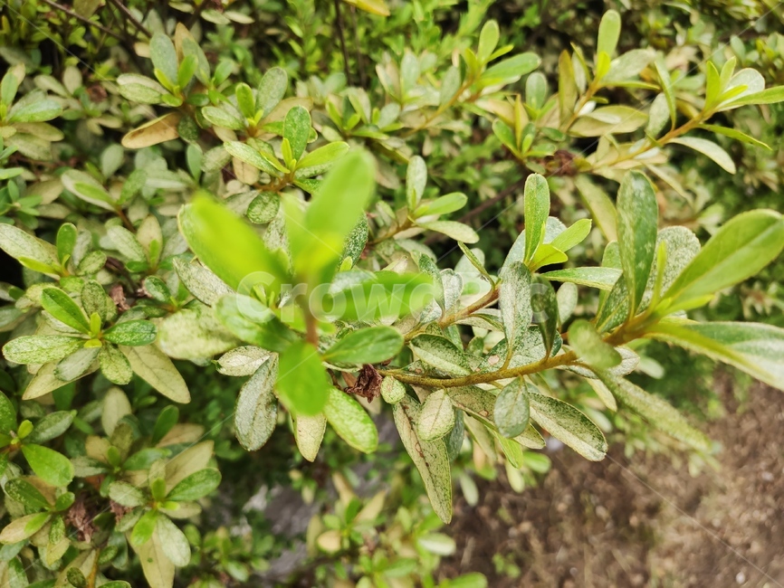 화분,식물,허브,flower,plant,식물,자연,plants,nature