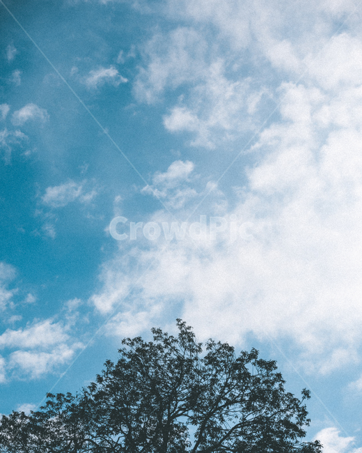 나무,하늘,구름,풍경,감성,감성사진,자연,풍경,nature,landscape,outdoors,옥외
