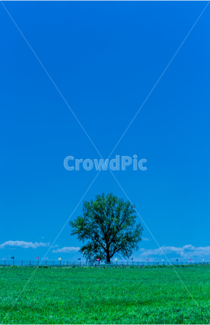 하늘,청보리,풍경,감성,울타리,왕따나무,자연,풍경,nature,landscape,식물,plants,나무,trees,wood,tree,plant
