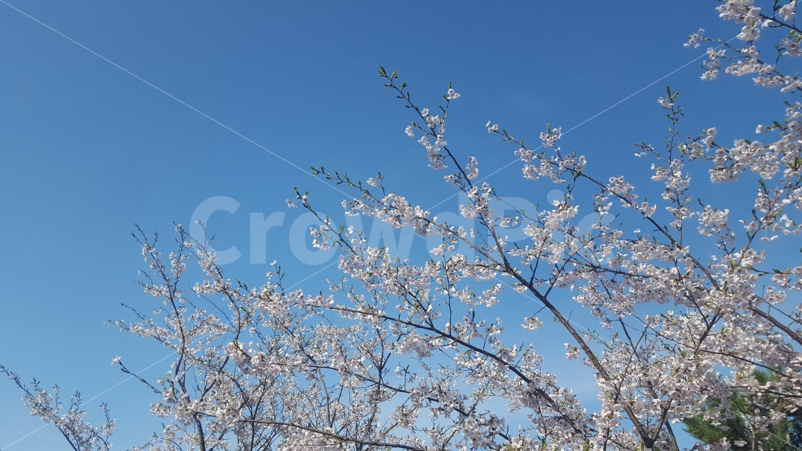매화마을,광양,매실,백매화,매화,봄,봄꽃,봄꽃축제,봄,계절,spring,season,식물,자연,plants,nature,꽃,flower,plant