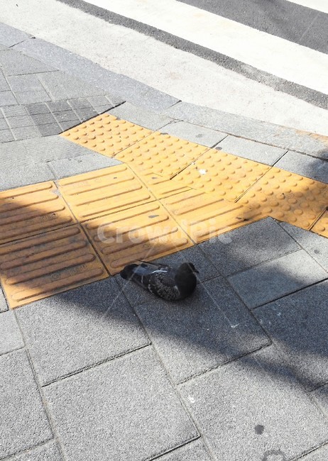 비둘기,dove,그늘,shade,휴식,동물,animal,조류,새,birds