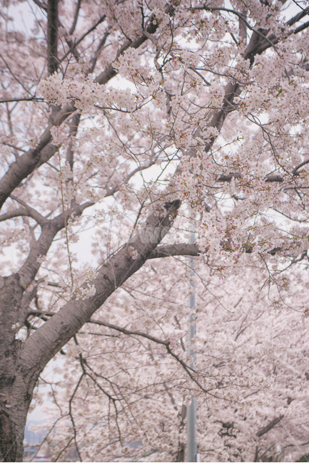 자연,풍경,벚꽃,봄꽃,식물,꽃,계절,season,봄,spring,cherryblossom,blossom,flowers,plant,나무,tree,봄,계절,spring,season,식물,자연,plants,nature,꽃,flower,cherry blossom