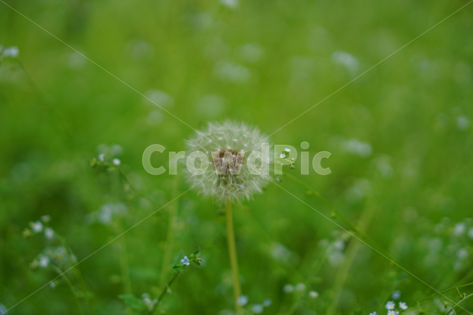 식물,민들레,들꽃,초록,민들레홀씨,식물,자연,plants,nature,꽃,flower