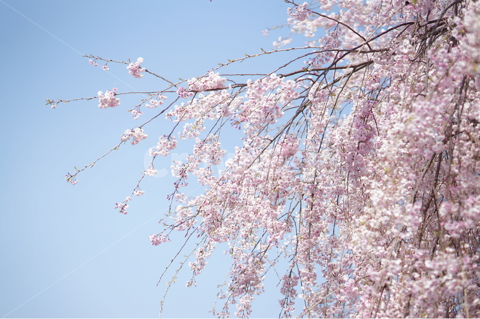 수양벚꽃,봄,핑크,맑음,풍경,봄,계절,spring,season,식물,자연,plants,nature,꽃,flower,plant,blossom,cherry blossom,벚꽃