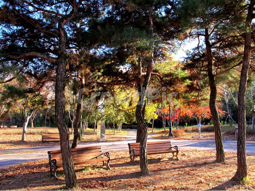 가을,전주,korea,koreamaple,단풍,가을,계절,fall,autumn,season,자연,풍경,nature,landscape,식물,plants,나무,trees,wood,bench,벤치,tree,plant,furniture,가구