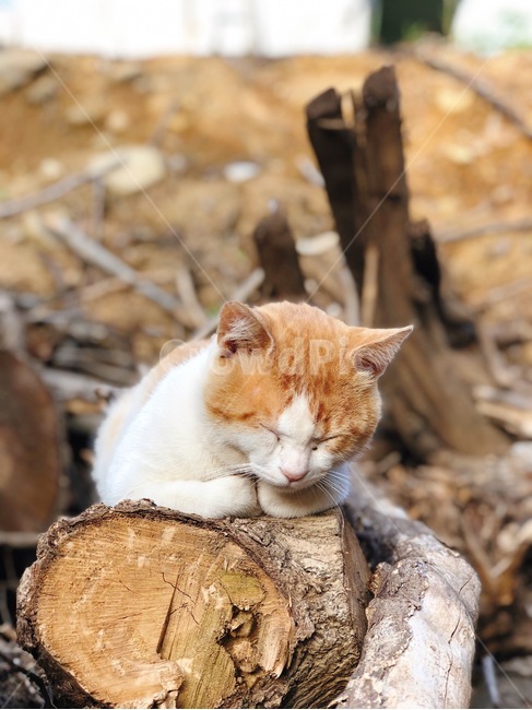 Cute cat,Pets,Sleeping,sleeping cat,cat,sleepy cat,sleepy