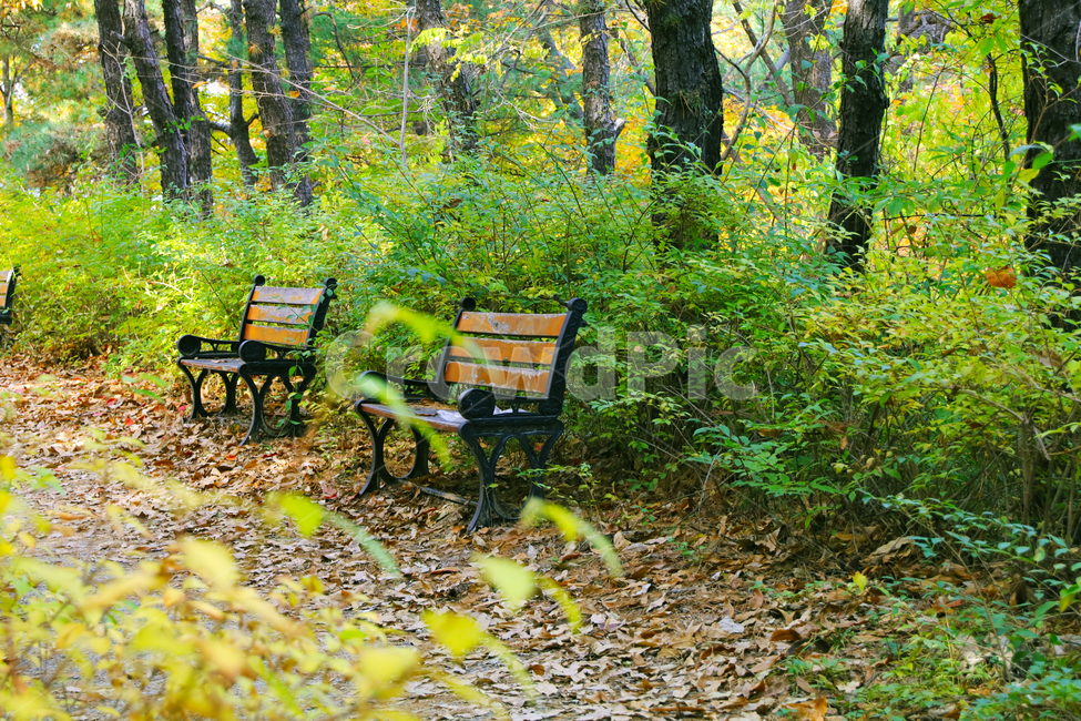공원,아침,낙엽,의자,쓸쓸함,고요함,숲,자연,풍경,nature,landscape,bench,벤치,ground,바닥