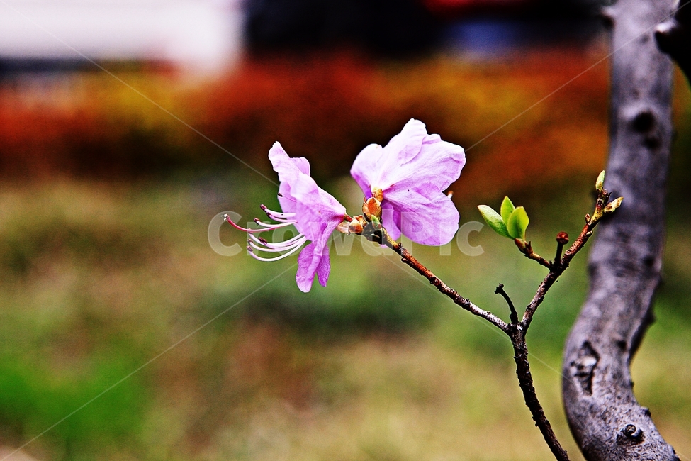 진달래,꽃,봄꽃,공원,자연,배경,봄,계절,spring,season,식물,자연,plants,nature,꽃,flower,geranium,제라늄,blossom,plant