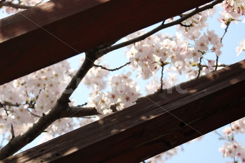꽃,봄,벚꽃,하늘,나무,자연,개화,개화기,꽃봉오리,식물,자연,plants,nature,봄,계절,spring,season,꽃,flower,plant,blossom