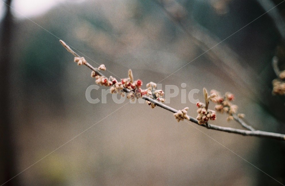 나뭇가지,겨울나무,열매,필름사진,감성사진,식물,자연,plants,nature