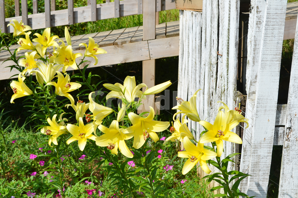 꽃,식물,자연,백합,릴리,lily,flower,식물,자연,plants,nature,꽃,flower