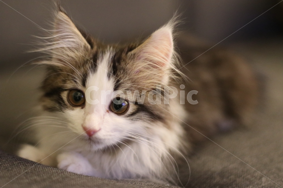 고양이,아기고양이,반려동물,냥이,애완동물,노르웨이숲,동물,animal,포유류,mammal,고양이,cat,kitten,kitty