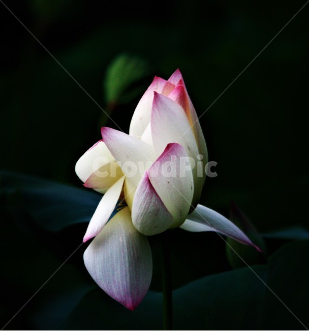 식물,연꽃,꽃,flower,flowerage,식물,자연,plants,nature,꽃,flower