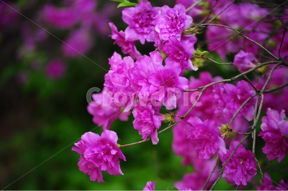 철쭉,겹철쭉,분홍철쭉,벅초지,분재,봄,계절,spring,season,식물,자연,plants,nature,꽃,flower,geranium,제라늄,blossom,plant