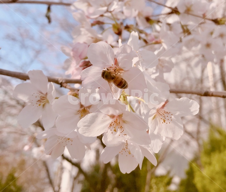 벚꽃,꿀벌,봄,봄꽃,예쁜,벚꽃놀이,spring,cherryblossom,bee