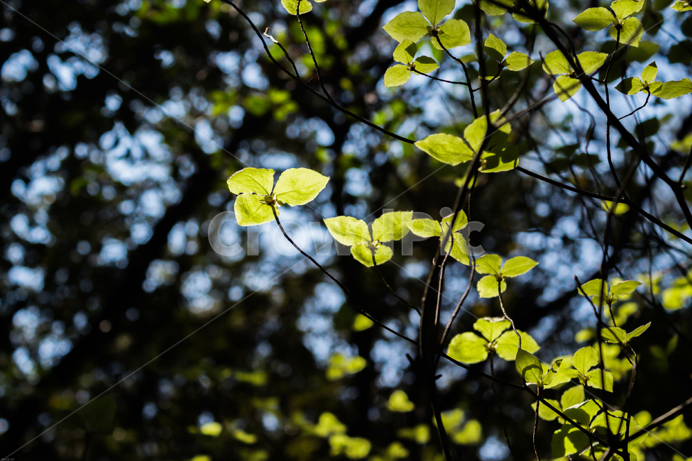 나뭇잎,자연,봄,감성,초록,숲,나뭇가지,plants,nature,초록색,초점,근접촬영,망원촬영,근접,망원,leaf,계절,세잎,식물,자연,plants,nature