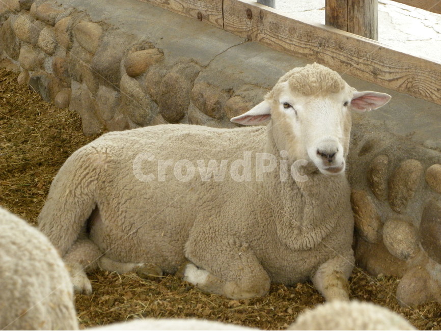양,목장,동물,목축,sheep,farm,animal,동물,animal,포유류,mammal