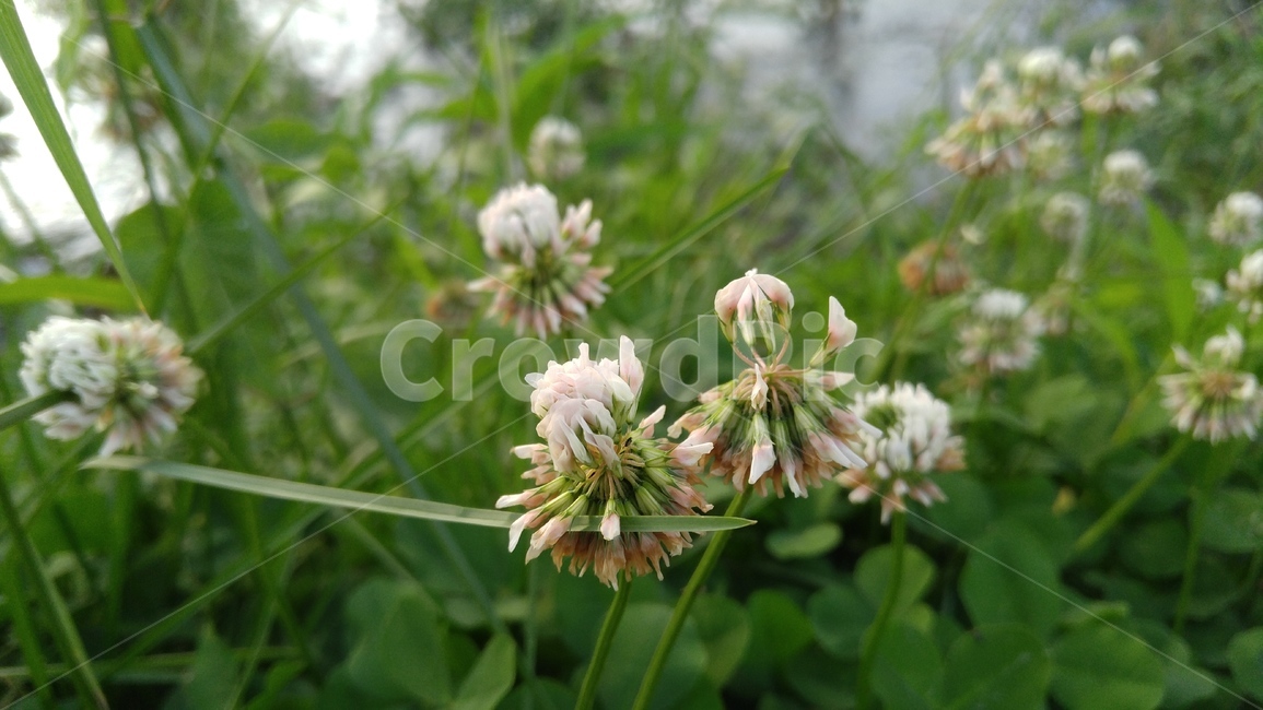 세잎크로버,토끼풀,꽃,흰꽃,흰색,식물,녹색,잎,배경,감성,계절,threeleafclover,clover,flower,whiteflowers,white,plants,green,leaf,background,emotional,season
