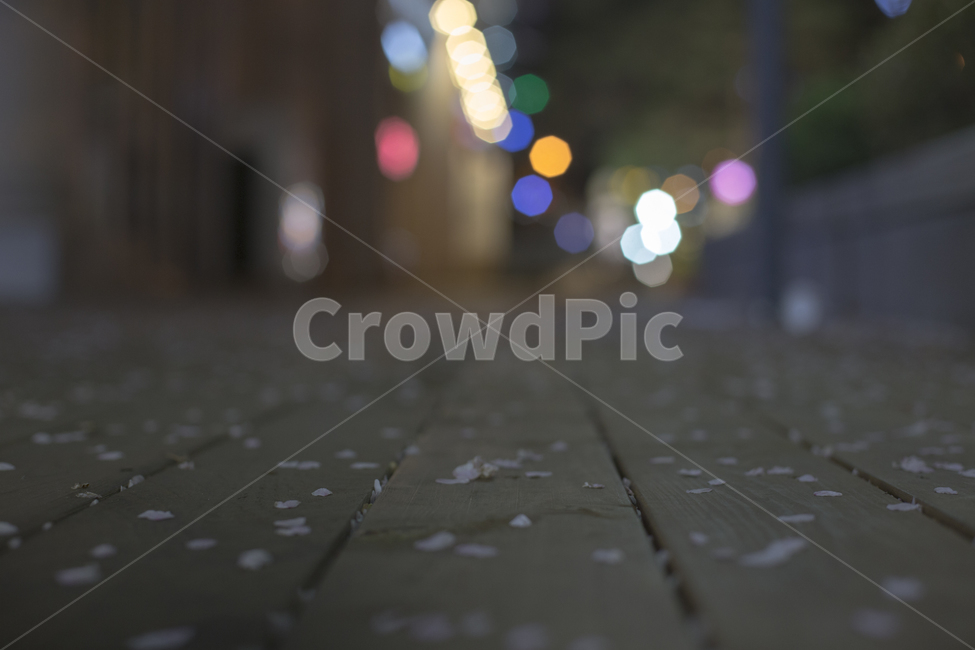 봄,벚꽃,꽃잎,낙화,분위기,감성,봄,계절,spring,season,야경,밤,풍경,nightscape,night,landscape,꽃,flower