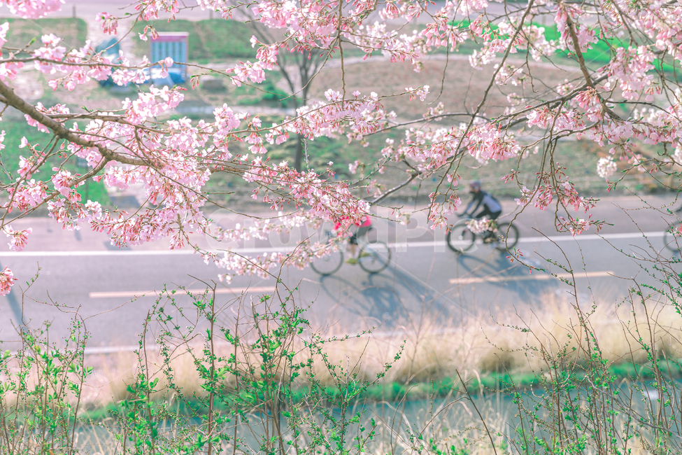 감성사진,풍경,벚꽃,flower,꽃,blossom,봄,계절,spring,season,스포츠,레저,운동,sports,leisure,exercise,감성,sensible,feeling,휴식,힐링,rest,relaxation,healing