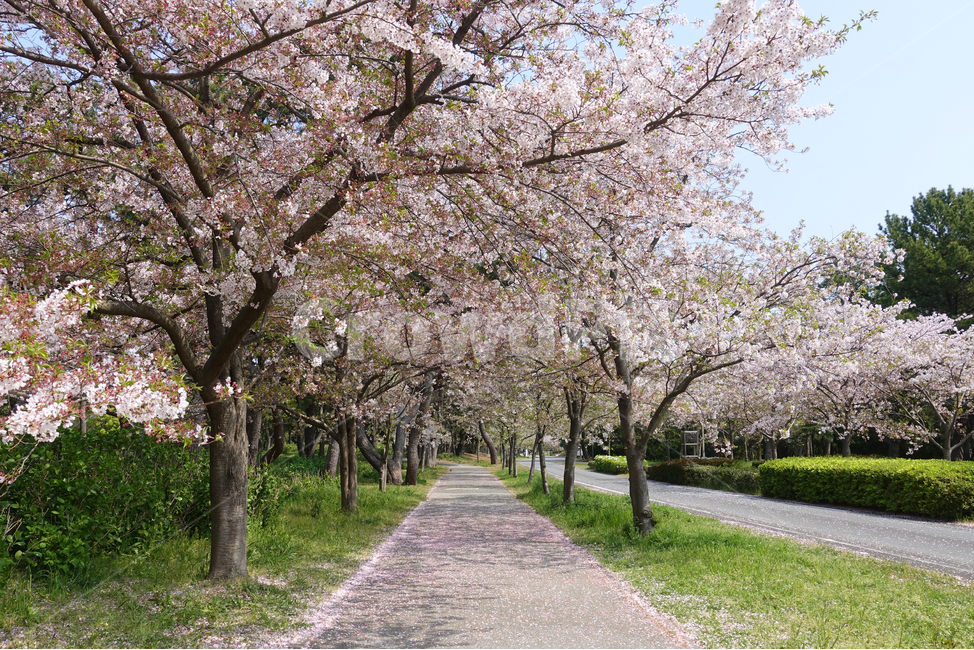 벚꽃,벚꽃나무,벚꽃길,벚나무,봄꽃,산책로,공원,봄,꽃나무,나무,산책길,봄,계절,spring,season,plant,식물,blossom,꽃,flower