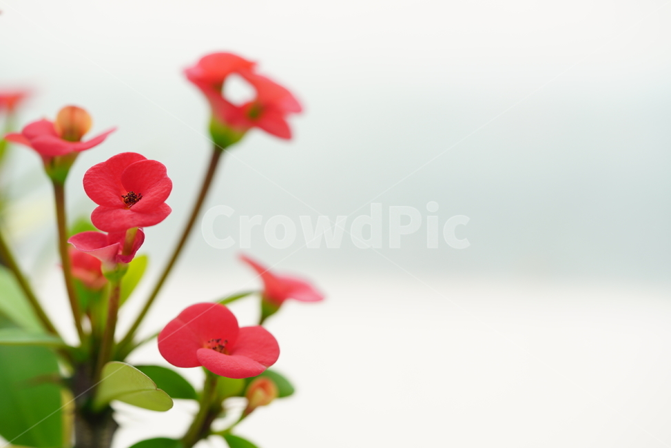 꽃,플라워,flower,red,레드,빨강,붉은색,컬러,색감,감성,계절,식물,생물,잎,느낌,식물,자연,plants,nature,꽃,flower