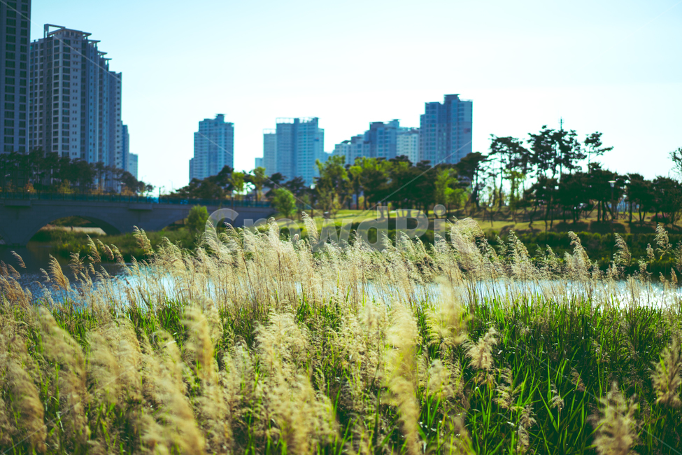 풀,꽃,풀숲,봄,가을,계절,자연,도시,풍경,city,landscape,한국도시풍경,한국도시경관,korea cityscape,grass,잔디,plant,식물