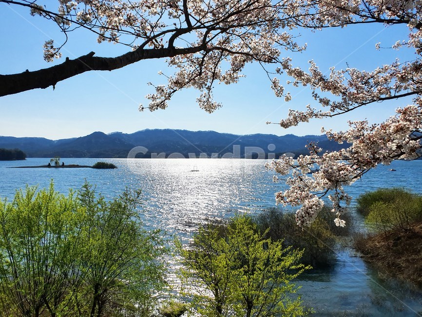 nature,자연,water,물,lake,호수,대청호,벛꽃,plant,식물