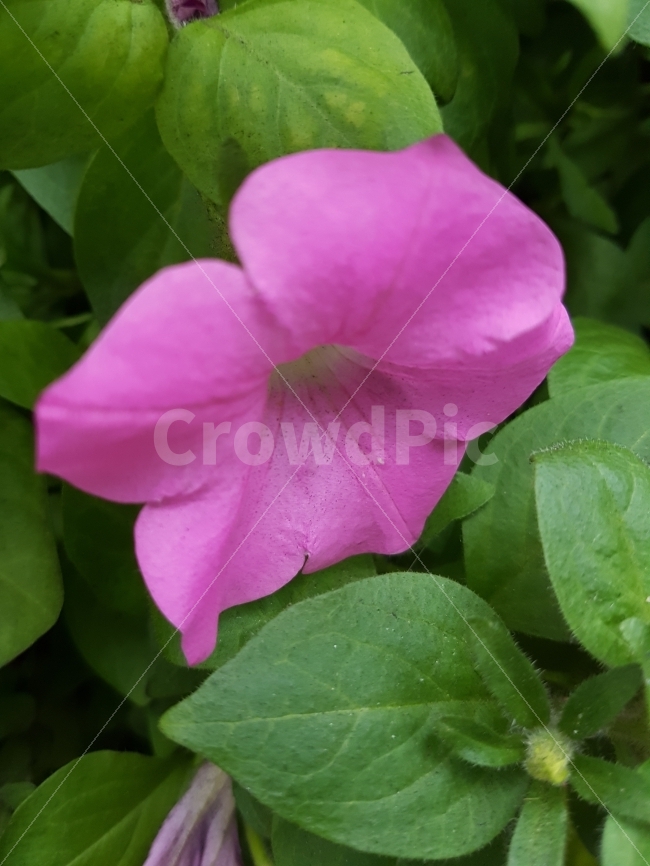 꽃,식물,자연,접사,근접사진,식물,자연,plants,nature,꽃,flower