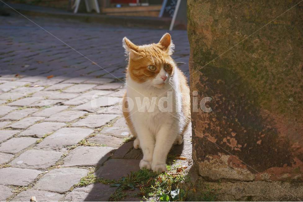 고양이,길고양이,길냥이,치즈,유기묘,동물,animal,포유류,mammal,고양이,cat,kitten,kitty