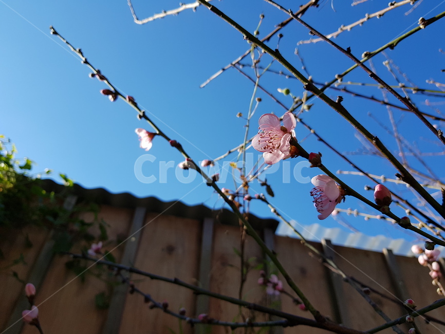 plant,식물,blossom,꽃,flower,복숭아,복숭아꽃,봄,꽃봉오리,pink,분홍,연분홍,spring