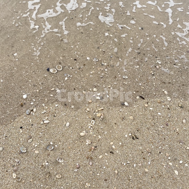 모래,모래사장,바닷가,바다,조개껍질