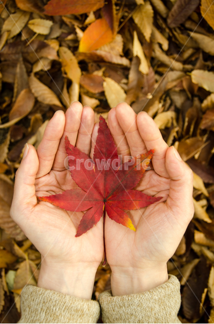 가을,단풍,손,낙엽,두손,소식,컨셉,손가락,여성,여자,사람,배경,아름다운,숲,잎,자연,공원,식물,빨간,계절,아웃도어,가을,계절,fall,autumn,season