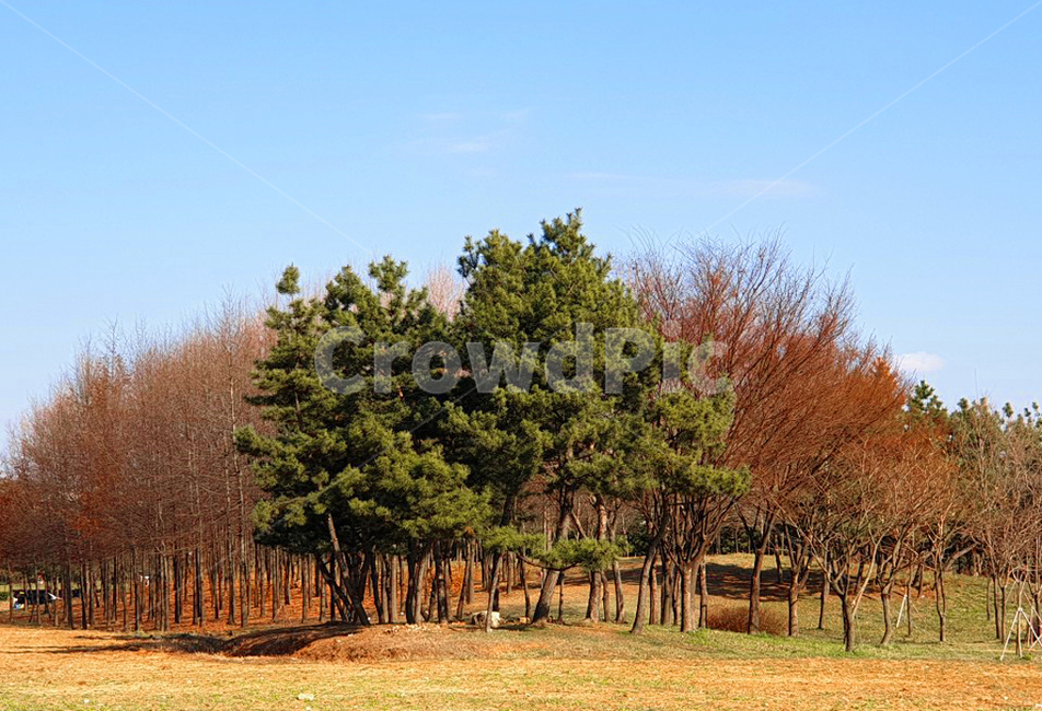 나무,하늘,풍경,자연,공원,sky,tree,scenery,가을,계절,fall,autumn,season,자연,풍경,nature,landscape,plant,식물