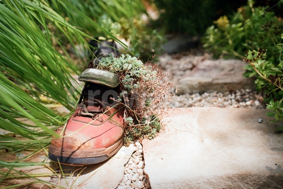 신발,화분,순천만국가정원,순천만정원,순천만,필름사진,식물,자연,plants,nature,감성,sensible,feeling,사물,물건,오브젝트,thing,object,matter
