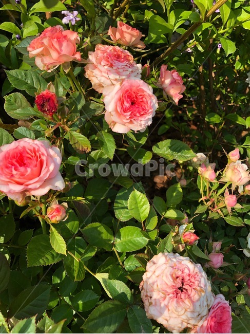 꽃,식물,자연,아름다운,flower,nature,colorful,plant,장미,pink