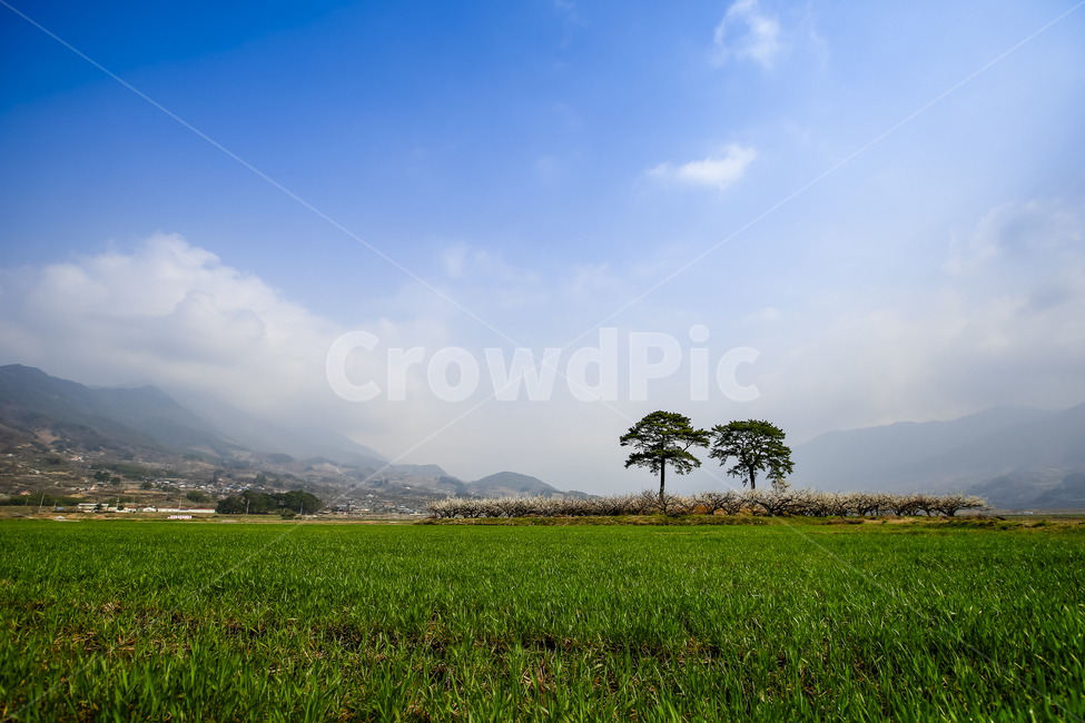 field,nature,자연,목초지,들,봄,자연,풍경,nature,landscape