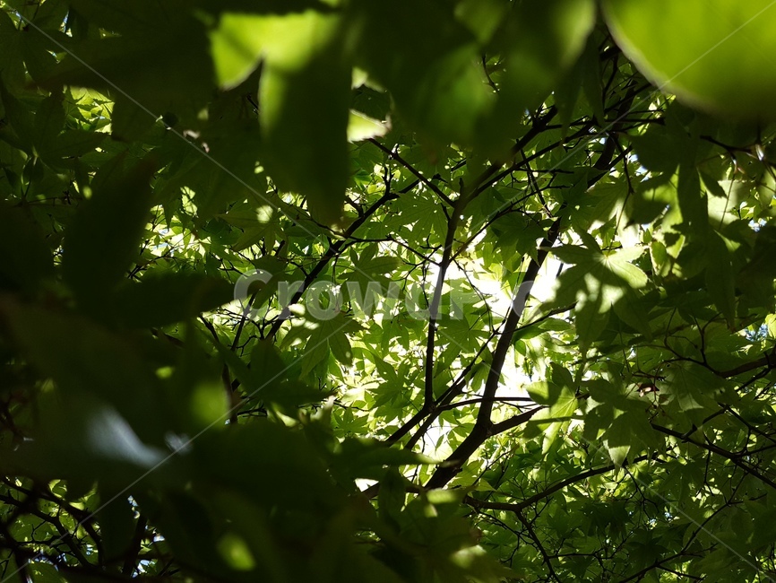 나뭇잎,자연,초록색,힐링,여름,leaf,nature,green,heeling,summer,식물,자연,plants,nature
