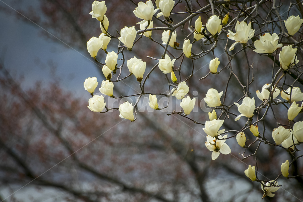 목련,봄,개화,만개,꽃,magnolia,봄,계절,spring,season,식물,자연,plants,nature,꽃,flower,plant,cherry blossom,벚꽃,blossom