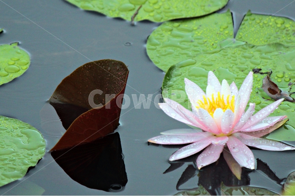 연꽃,우중,우아,영원회귀,인연,순환,식물,자연,plants,nature,꽃,flower